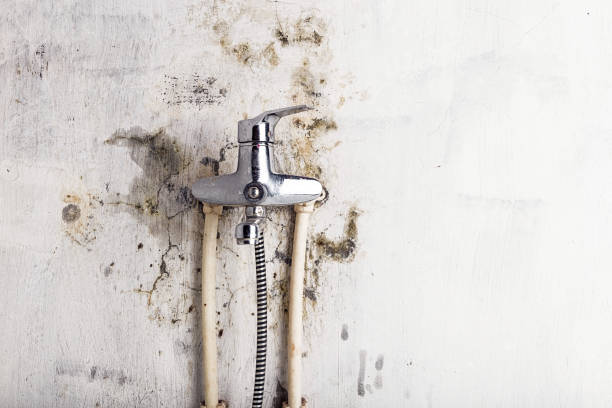 Best Mold Removal Near Me  in Bristol, IN