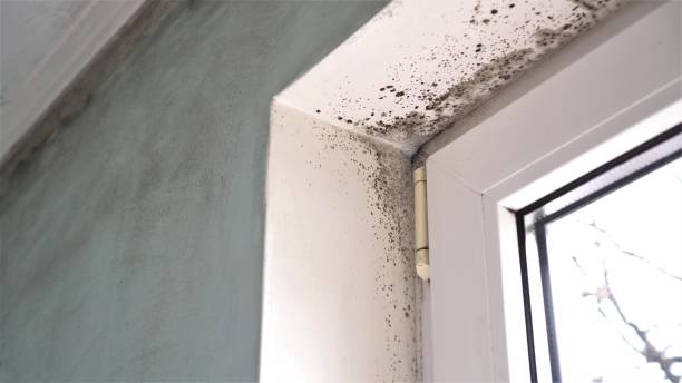 Best Black Mold Removal  in Bristol, IN