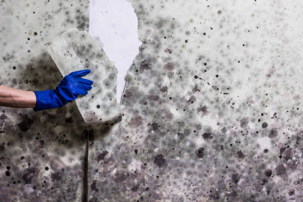 Best Mold Cleaning Services  in Bristol, IN