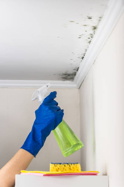 Best Certified Mold Removal  in Bristol, IN